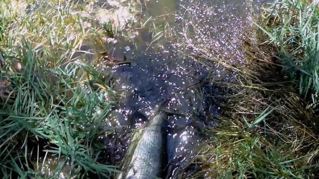 Ghillie Suit Bass Fishing .KVD Perfect Plastic Worms WORK ! . SHOUTOUT Fishing With Vance!