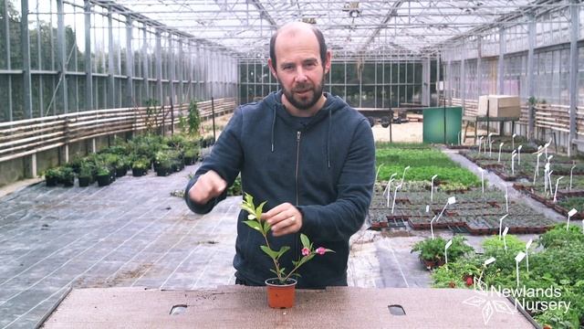 Weigela Marjorie (Brand New) - Newlands Nursery смотреть онлайн