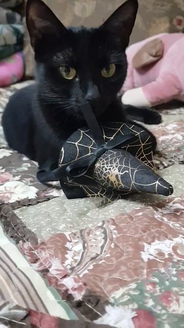 Кошка. Кассандра. Опасно смотреть в глаза! Ведьма. Cat. #short, #shorts, #cat, #кошка