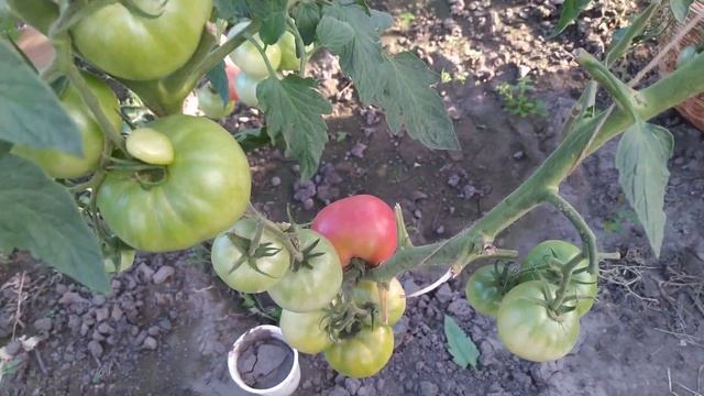 пинк уникум смотреть онлайн