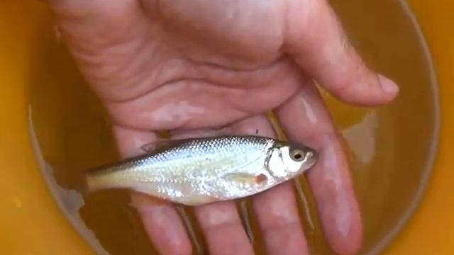 Ploska pásavá (Alburnoides bipunctatus ) смотреть онлайн