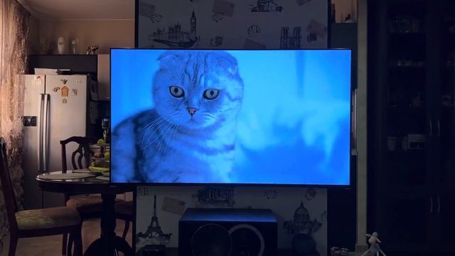 SAMSUNG OLED QE55S95CAU 2023г смотреть онлайн