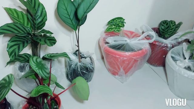 Unboxing New Plants from Silang, Cavite!!! (vlog #6) смотреть онлайн