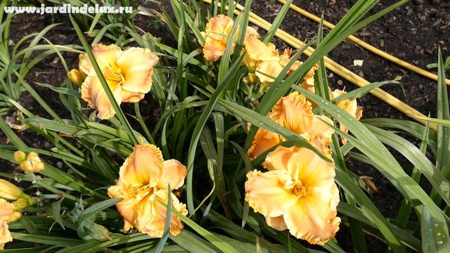 Цветение сортового лилейника PONKAN'S ORANGE SHERBET в саду www.jardindelux.ru смотреть онлайн