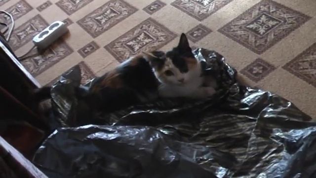 веселый хвост.avi смотреть онлайн