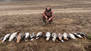 Охота на гуся. Охота на гуся в Беларуси. Гусь 2025