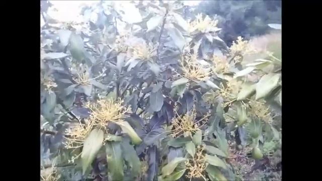 aguacates en floracion - цветок авокадо смотреть онлайн
