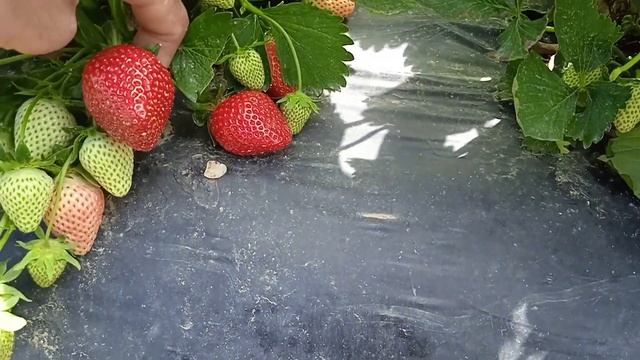 Клубника сорт Азия смотреть онлайн