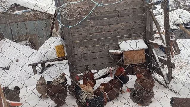 МАЛЕНЬКИЙ КУРЯТНИК СКОЛЬКО ЖРЕТ КИЛОВАТТ смотреть онлайн