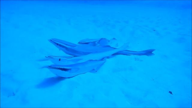 Bull Shark Video смотреть онлайн