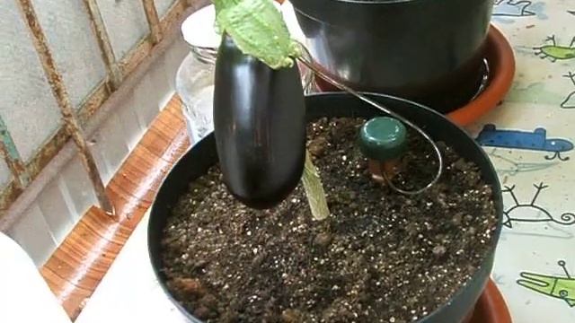 Огород на балконе (Urban Gardening) смотреть онлайн