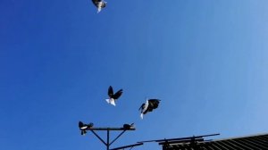 Мелитопольские и Николаевские голуби.