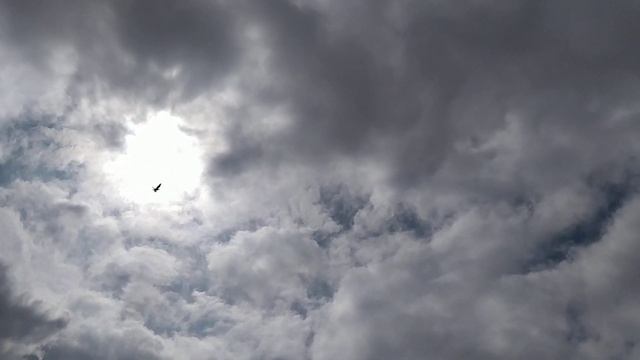 Бойные Голуби. Гоняем белохвостых. 22.03.20 Грузия. Тбилиси Roller Pigeons смотреть онлайн