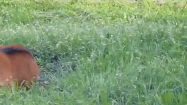 разговоры о животных. в поисках барашка. смотреть онлайн