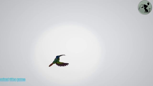 Видео с птицами видеоигра для кота смотреть онлайн