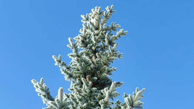 ДЕРЕВЕНСКИЙ ДНЕВНИК. "БАРЫНЯ" смотреть онлайн