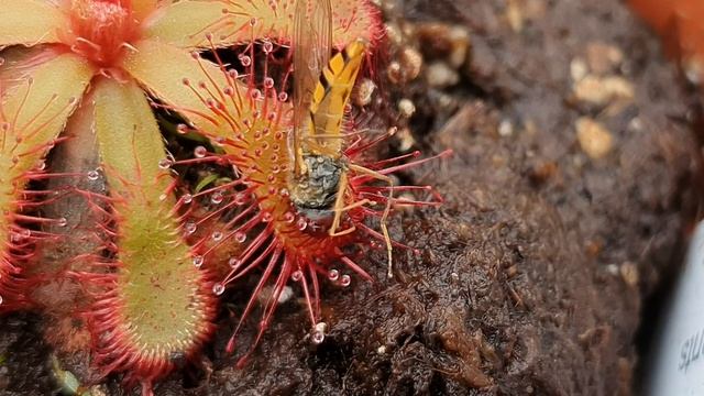 Carnivorous plant tentacles wrap around a hoverfly (timelapse) смотреть онлайн