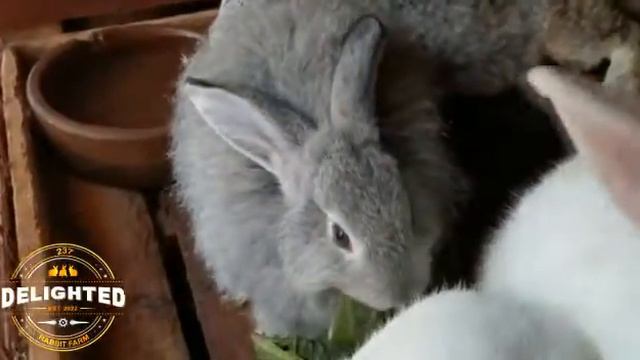 rabbit farming Kenya смотреть онлайн