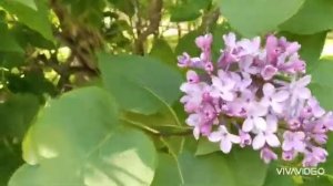 🌺🌺🌺 ПЛЫЛ ПО ГОРОДУ ЗАПАХ СИРЕНИ ... ДО ЧЕГО Ж ТЫ БЫЛА КРАСИВА... ! 🌺🌺🌺