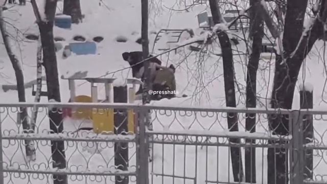 Екатеринбург. Голый псих проник в дет. сад смотреть онлайн