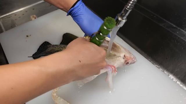 絶対に毒がありそうな魚が獲れたので、食べます。 смотреть онлайн