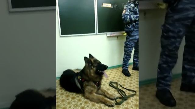 Служебная собака у меня в ШКОЛЕ!!!
