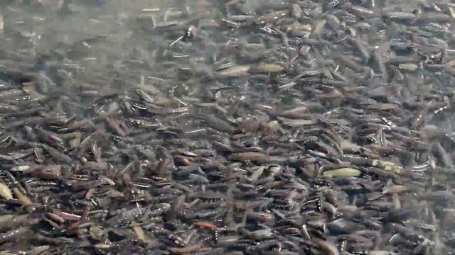 marine isopods Kimmeridge bay Dorset смотреть онлайн