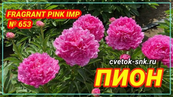 Пион Fragrant Pink Imp. Цветение 2022 года / Сад Ворошиловой