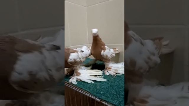 Превосходные голуби. Двухчубые голуби. Tauben. Pigeons. Palomas. Pombos. 비둘기.