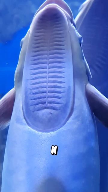 Опасное Морское Существо! 🤯