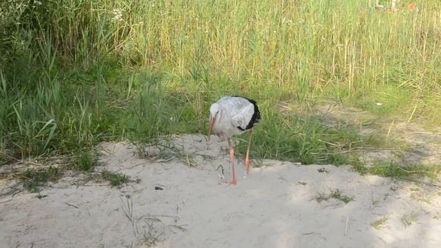 Аист Ручной на погостском пляже. смотреть онлайн