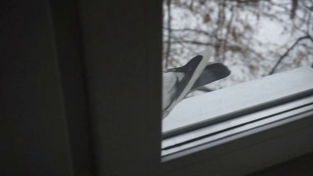 Вот такой красавец к нам прилетел) [Here is such a handsome man flew to us)] смотреть онлайн