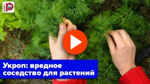 Укроп-разрушитель: какие 7 культур погубит на грядке, а с кем дружит ваш огород