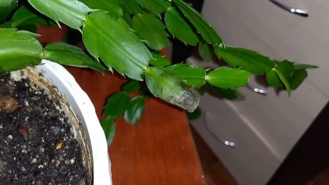 03.02.2022 Растёт но не цветёт. смотреть онлайн