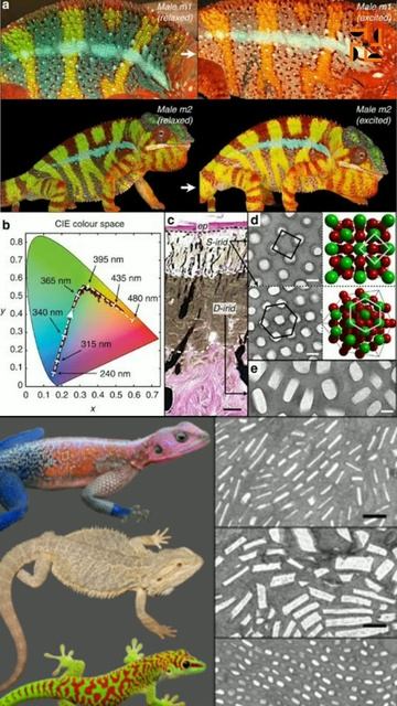 गिरगिट अपना रंग क्यों और कैसे बदलते हैं ? Why and how do chameleons change their color ? смотреть онлайн