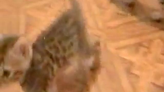 Девочка 1 помет D смотреть онлайн