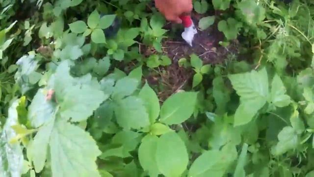 Entomologijos (vabzdžių) skyriaus veikla смотреть онлайн