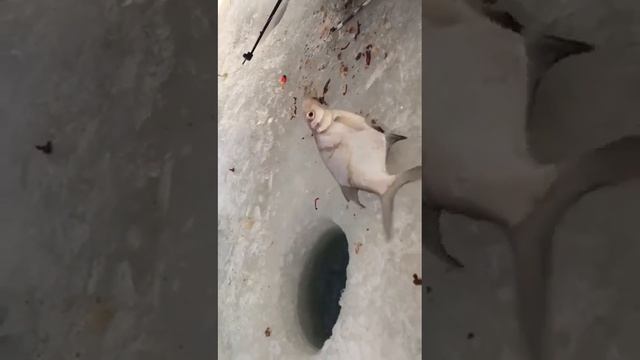 Рыбалка. Терс.