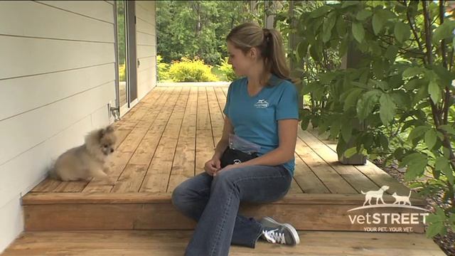 Train Your Dog to Do Puppy Pushups смотреть онлайн