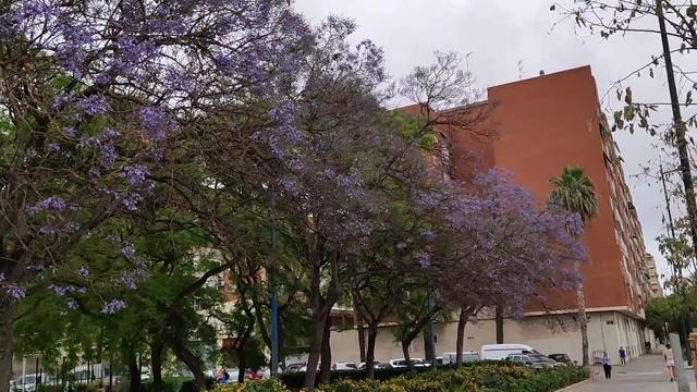 Jacaranda în Valencia, 24.05.2022 смотреть онлайн