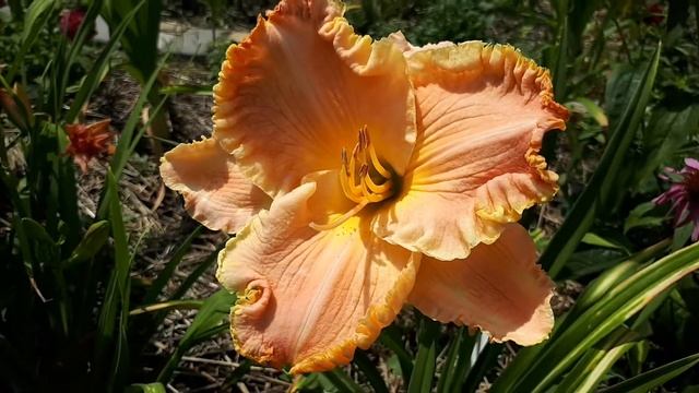 Лилейник April Laquinta