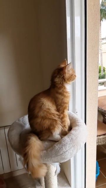 Cat looking outside and procrastinating! #Shorts #spain #cute #cat #kitten #maine #coon смотреть онлайн