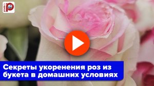 Розы из букета взойдут пышным цветом: раскрою главный секрет укоренения