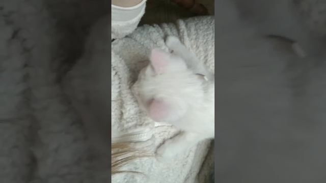 як привчити кошеня до лотка смотреть онлайн