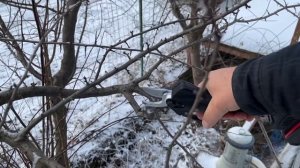 Аккумуляторный секатор. Китай. Распаковка и первый тест.