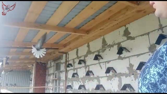 Голуби. Чем разбавить кровь... смотреть онлайн