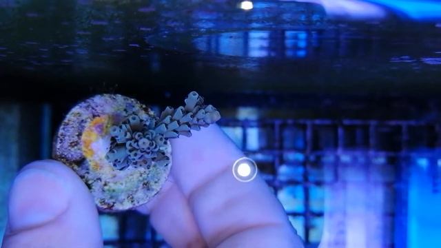 Acropora selago Australia coral gandalf смотреть онлайн