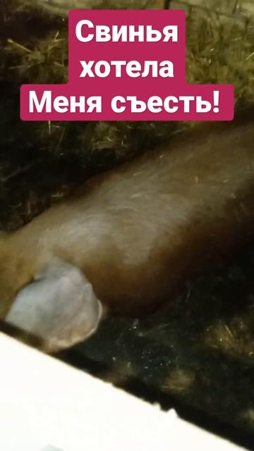Свинья чуть не съела меня# shorts смотреть онлайн