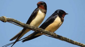 ИЗ-ПОД ЛЕТНИХ РЕСНИЦ