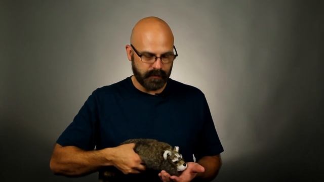 Настоящий Американский енот Raccoon | Reality Raccoon - Super Flex Neck смотреть онлайн